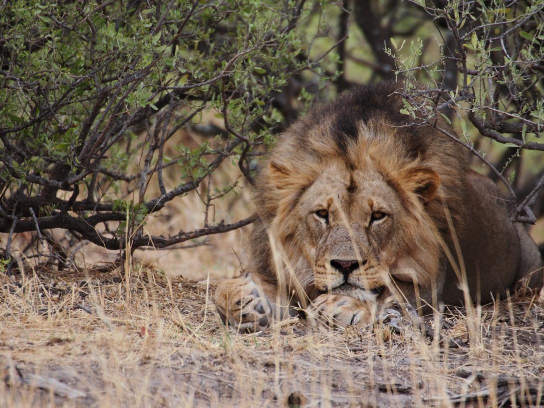A lion is spotted resting under trees by overseas volunteers on a wildlife conservation project in Botswana. A lion resting in the shade at Wild at Tuli, the reserve in Botswana where Projects Abroad volunteers abroad work on wildlife conservation.
